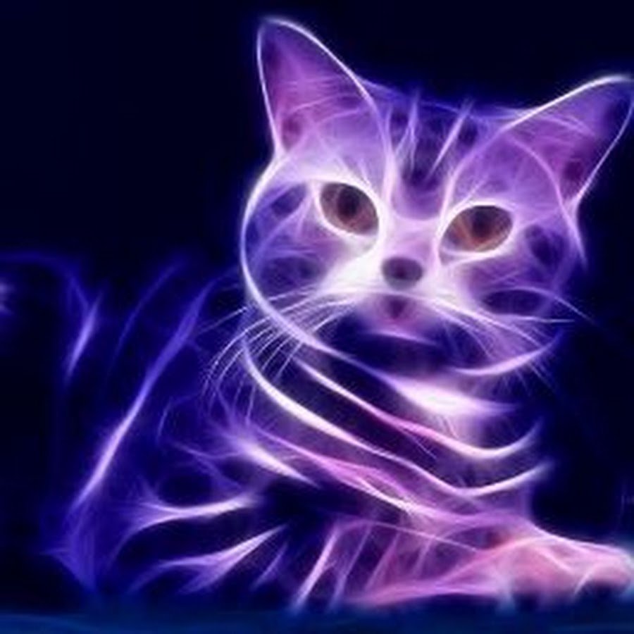 Фиолетовый котик - 85 фото