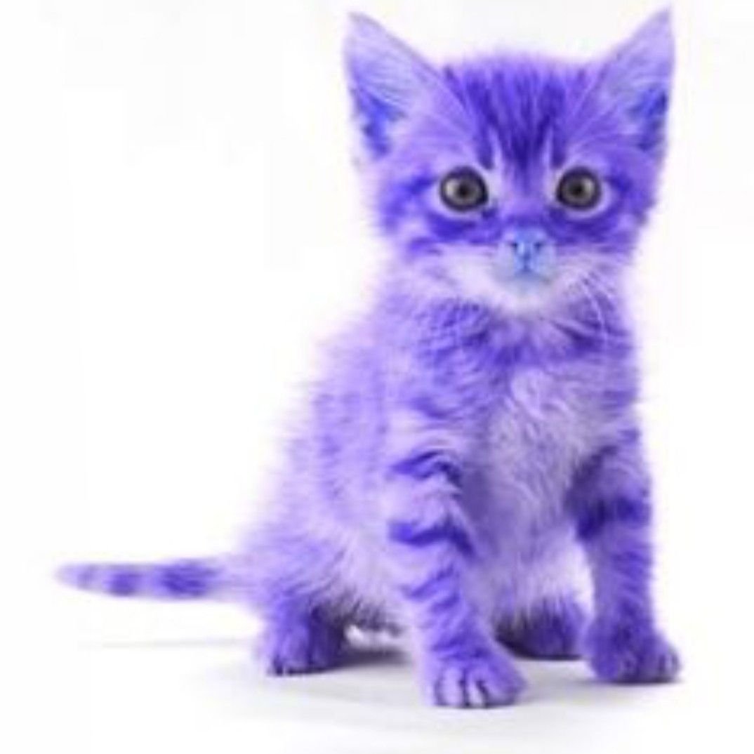 картинки котиков фиолетовые