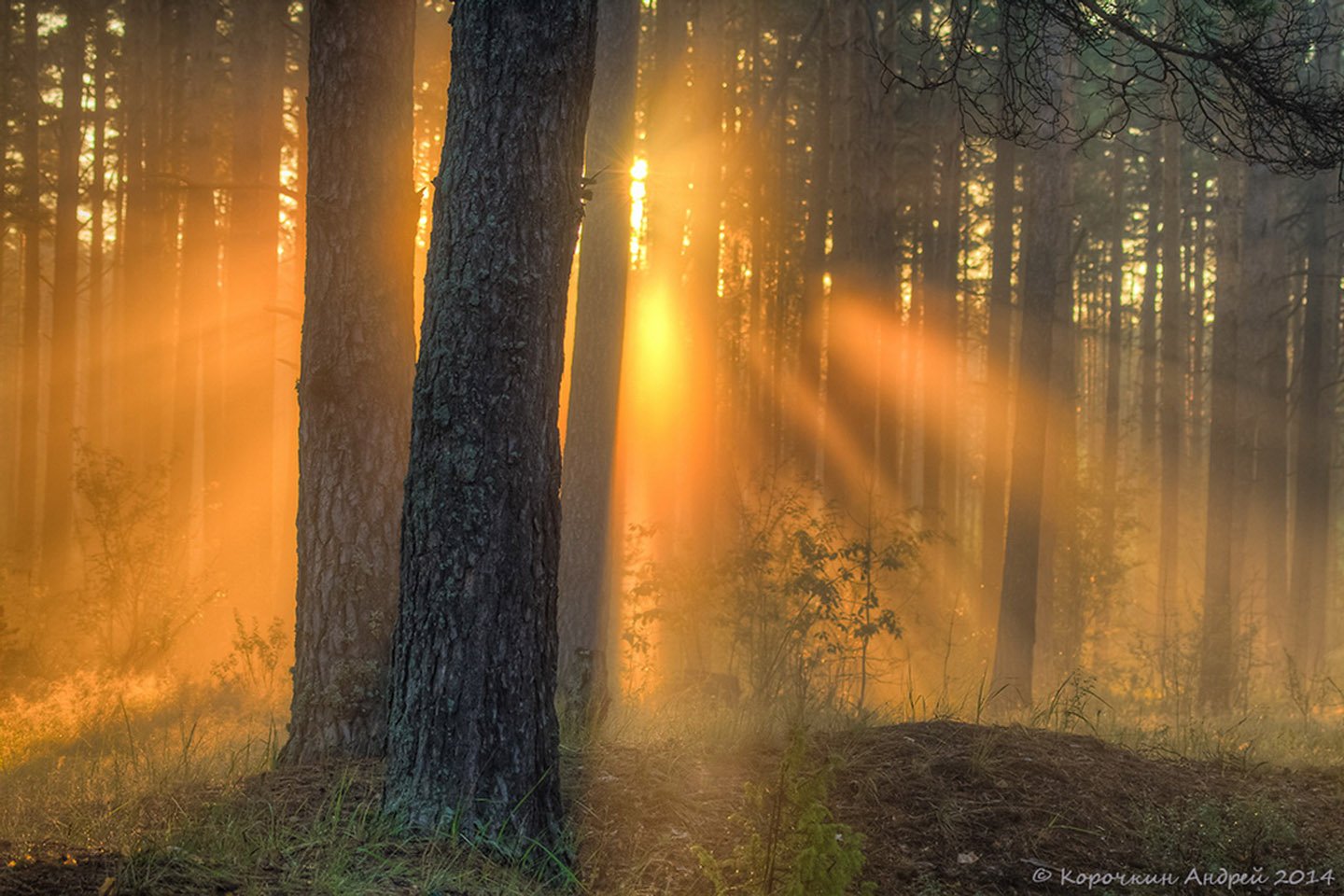 Солнце поднимается лес озаряется ярко красным светом. "Солнце в лесу". Солнце сквозь деревья. Утро в лесу. Лучи солнца в лесу.