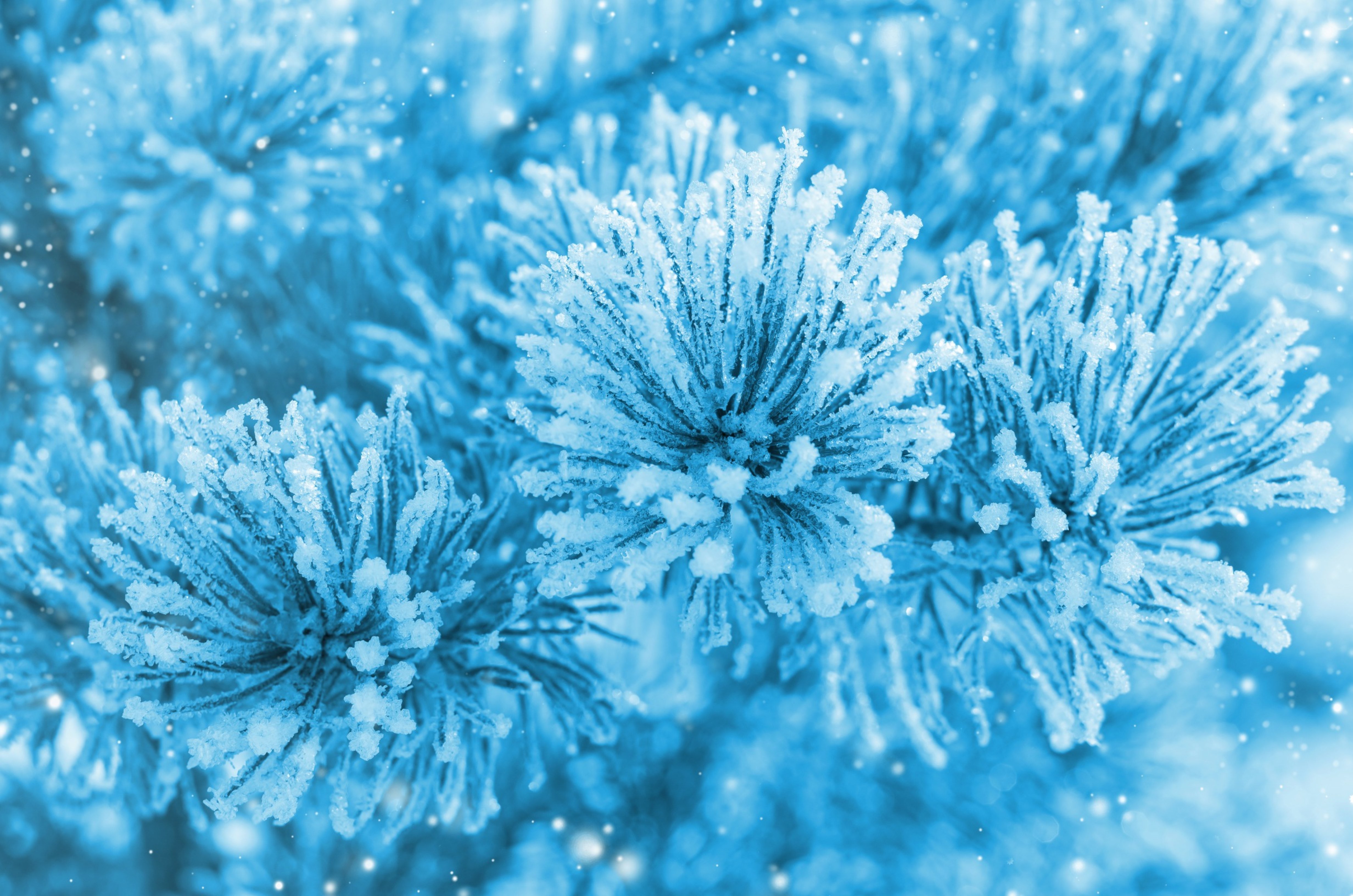 Красивая открытка со снегом. Голубая зима. Зима макро. Морозные цветы. Красивый зимний фон на рабочий стол.
