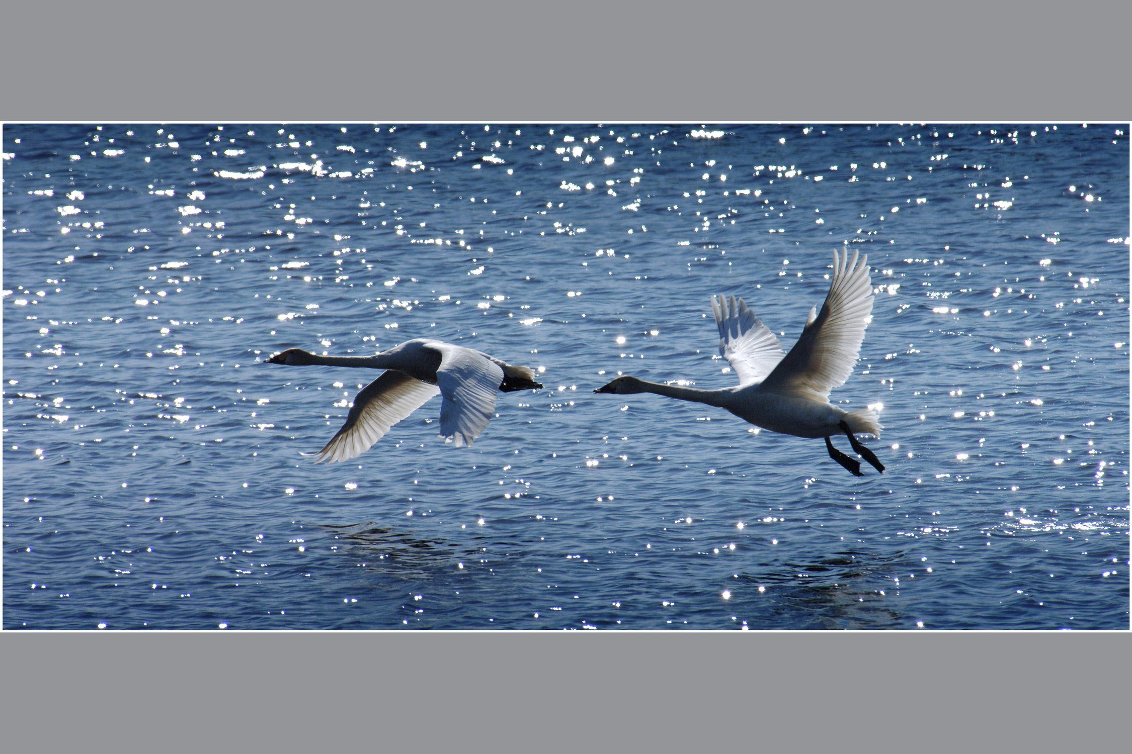 Птицы летающие под водой. Лебеди в небе. Птицы взлетают с воды. Белый лебедь в полете. Птица в полете.