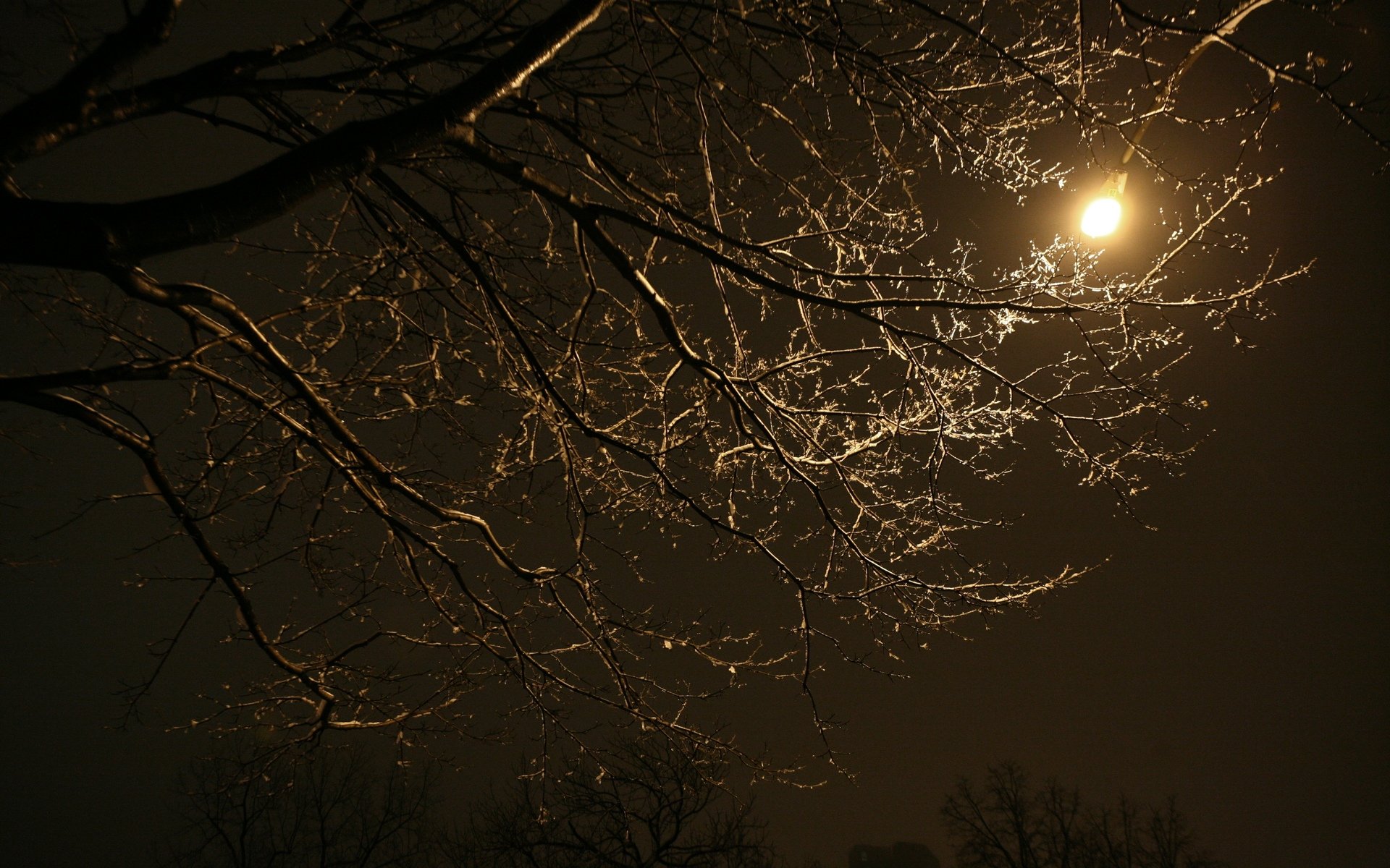 Луна сквозь деревья. Ветви деревьев ночью. Ветка дерева ночью. Ветви деревьев на ночном небе. Ночное дерево.