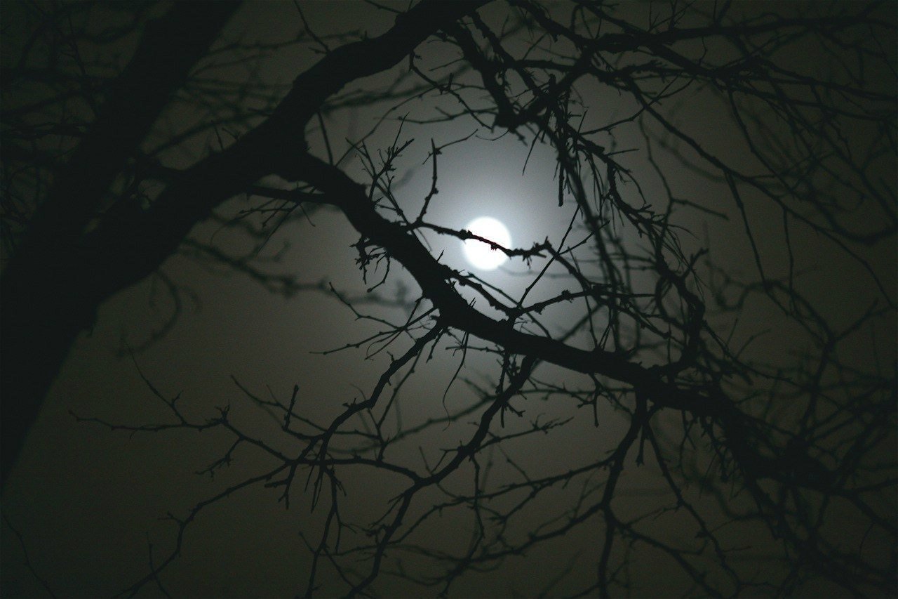 Луна сквозь деревья. Луна сквозь ветки деревьев. Луна в ветках деревьев. Ветки ночью. Ветка дерева ночью.