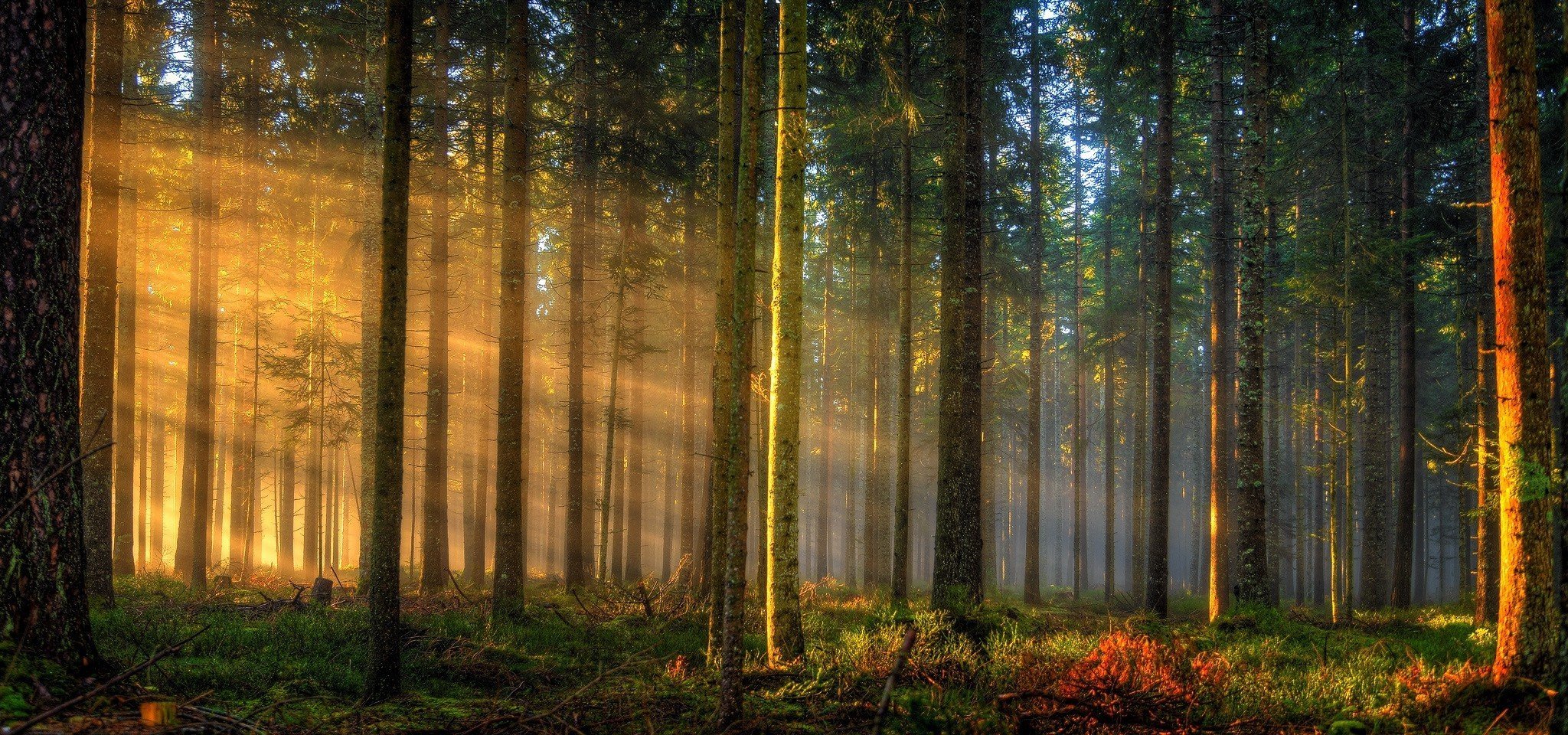 Лучи солнца в лесу