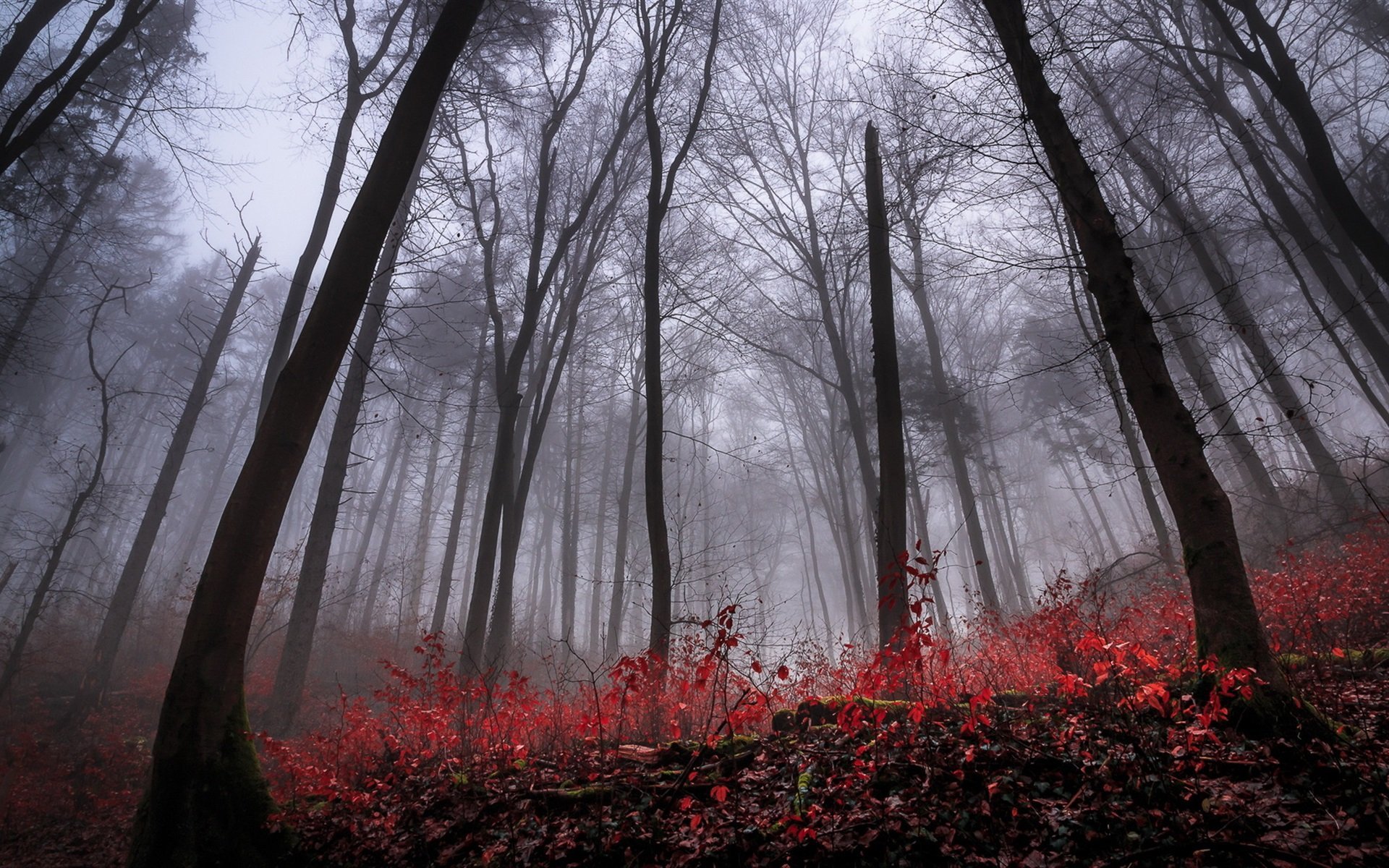 Страстны лес. Шварцвальд красный лес. Шварцвальд темный лес. Роминтенская пуща (красный лес). Мрачный лес.
