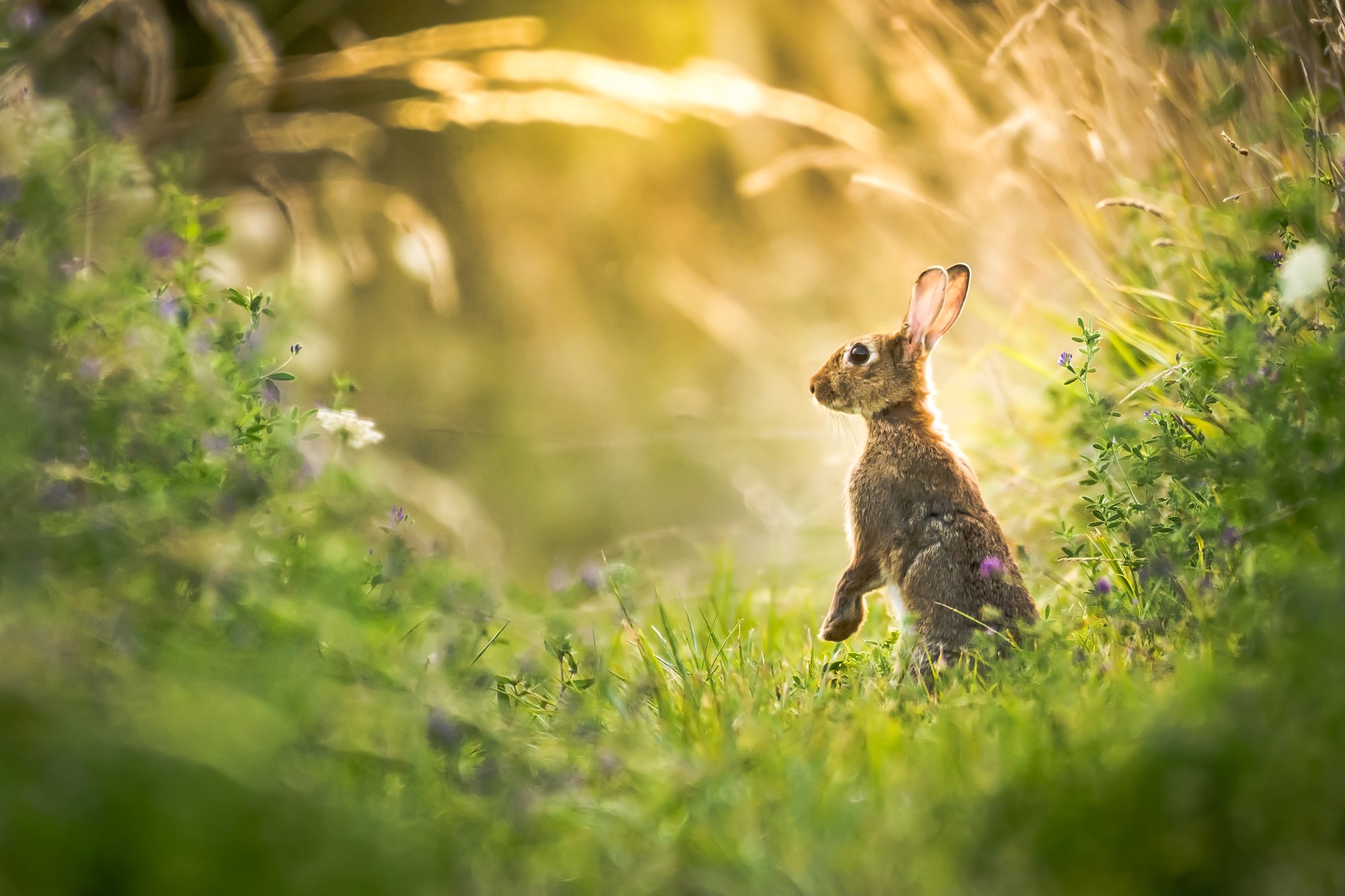 Зайчик на поляне. Заяц в лесу. Заяц в траве. Зайчата в лесу. Заяц Лесной.