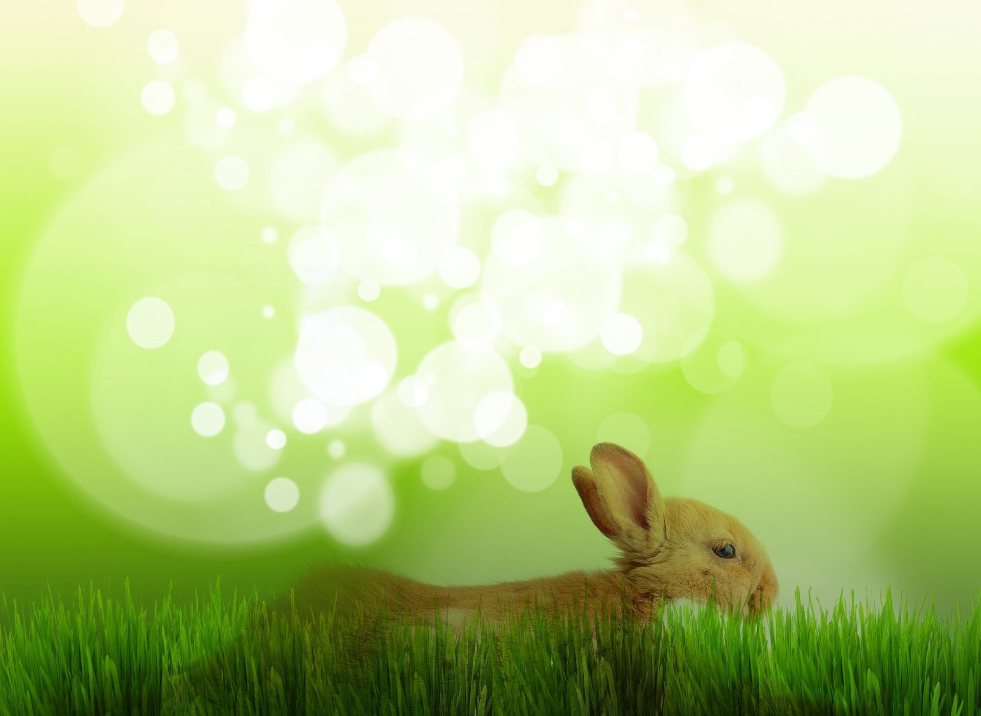 Фон из зайчика. Кролик фон. Рамка с кроликом. Фон зайцы. Кролик на зеленом фоне.
