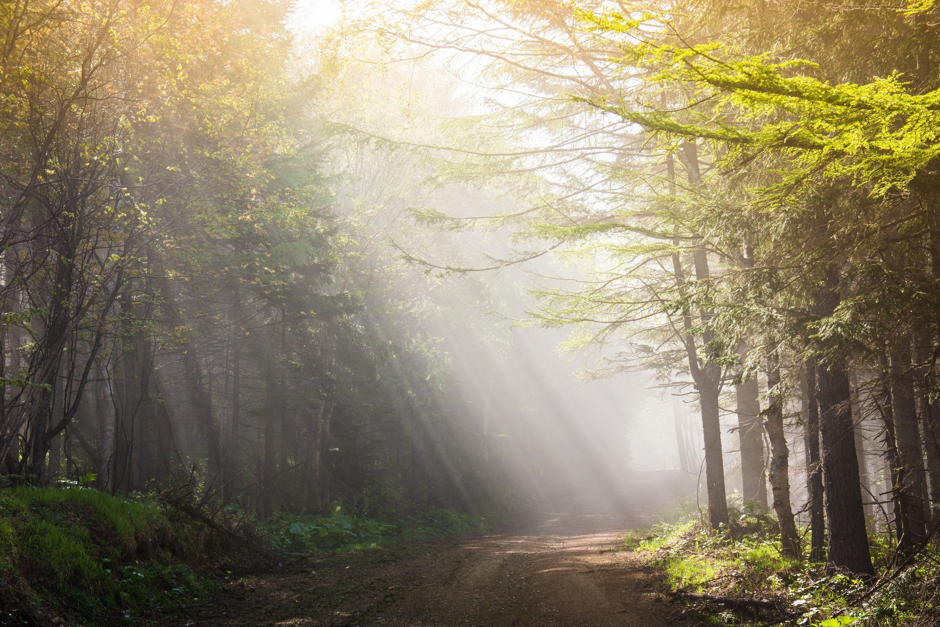 Широкий луч света. Утро в лесу. Утренний лес. "Солнце в лесу". Светлый лес.