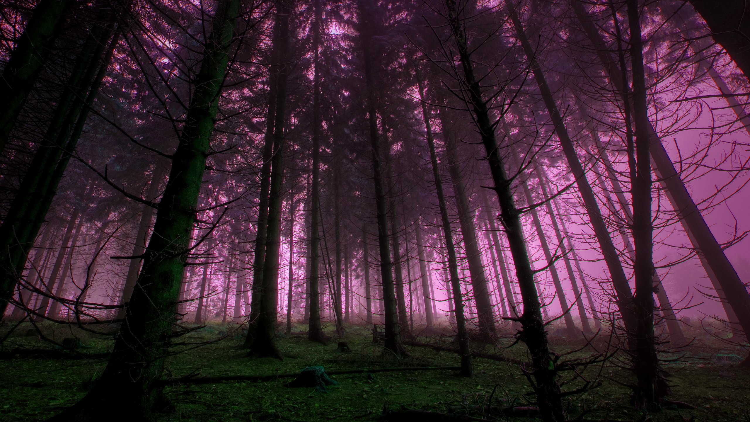 Классные фонки. Фиолетовый лес. Сиреневый лес. Мрачный лес. Фон леса.