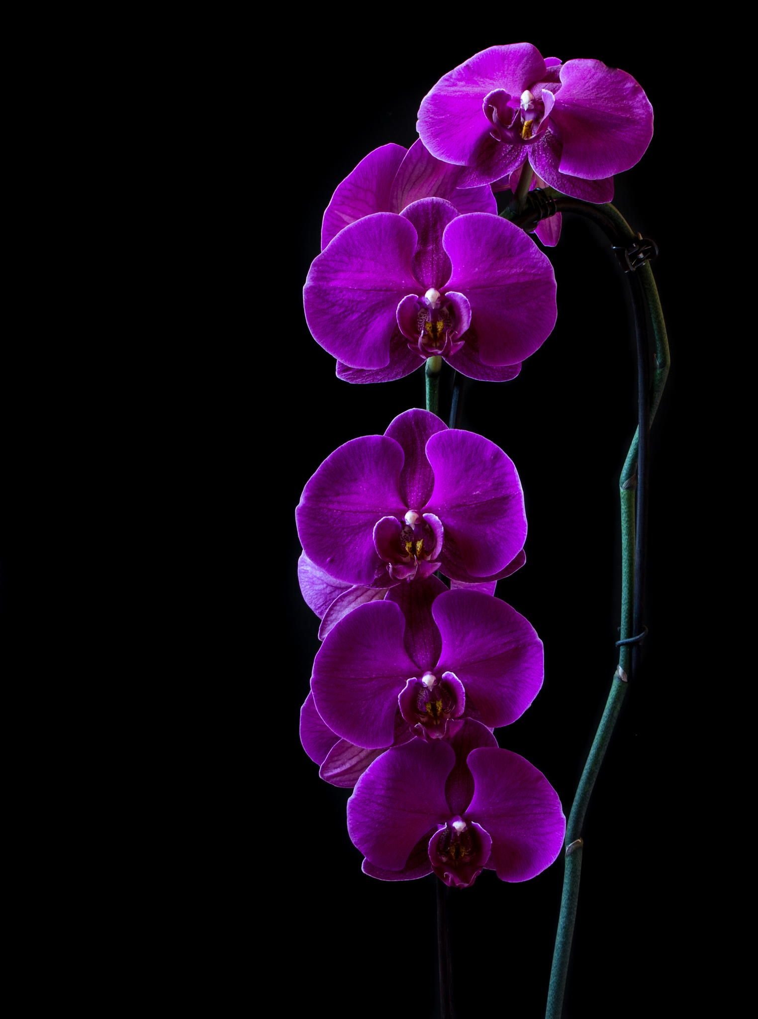 Орхидея дип перпл