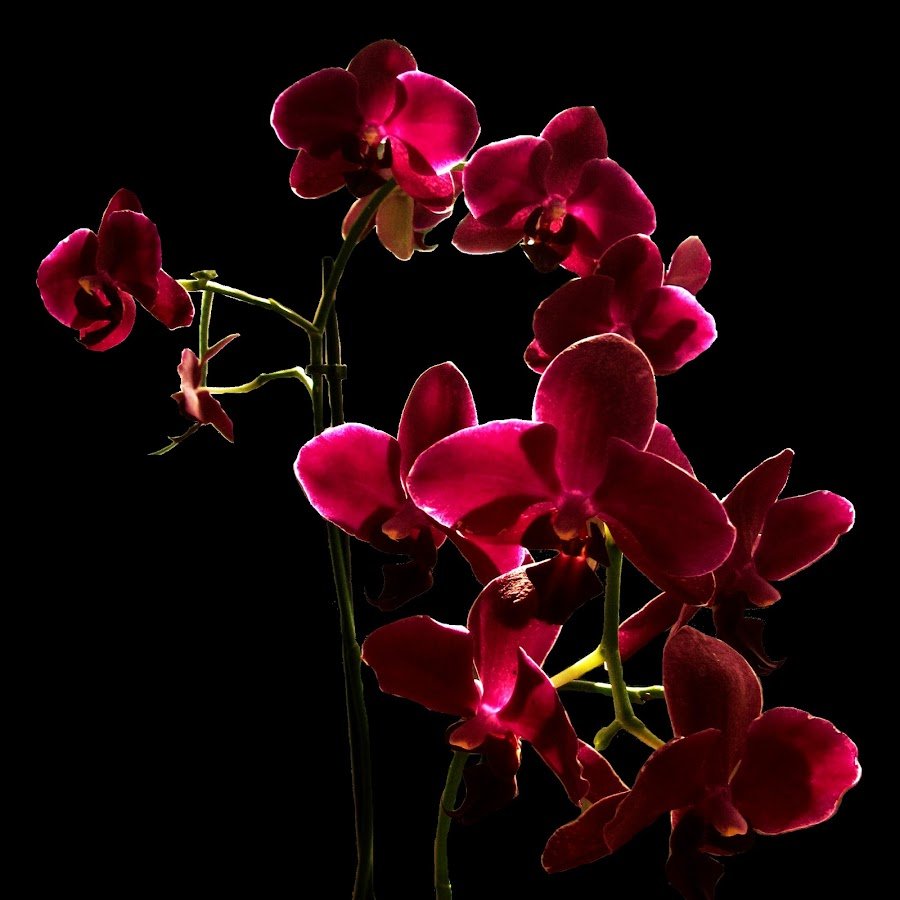 Черные фоны с орхидеями