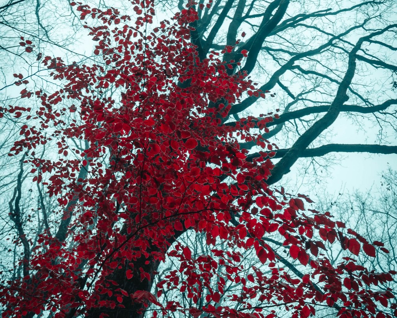 Красное дерево русские. Дерево с красными ветками. Красные деревья вечно. Красная ветка. Красное дерево растет.