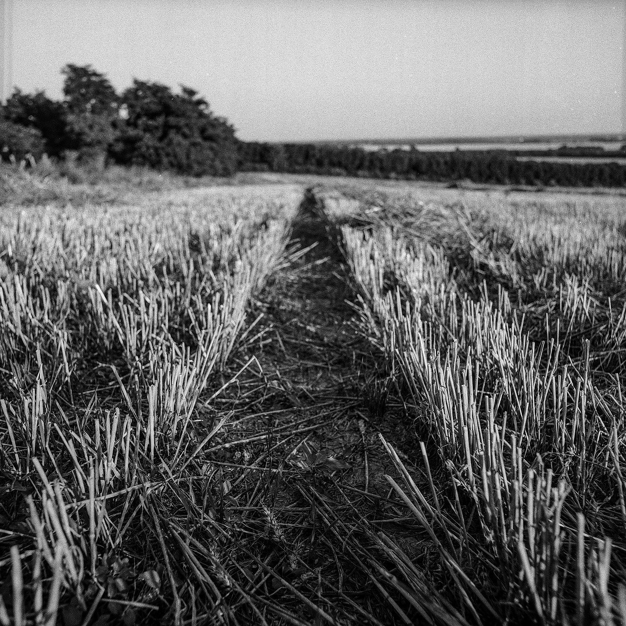 Черная трава песня. Поле черно белое. Поле пшеницы. В поле. Сельскохозяйственный пейзаж.