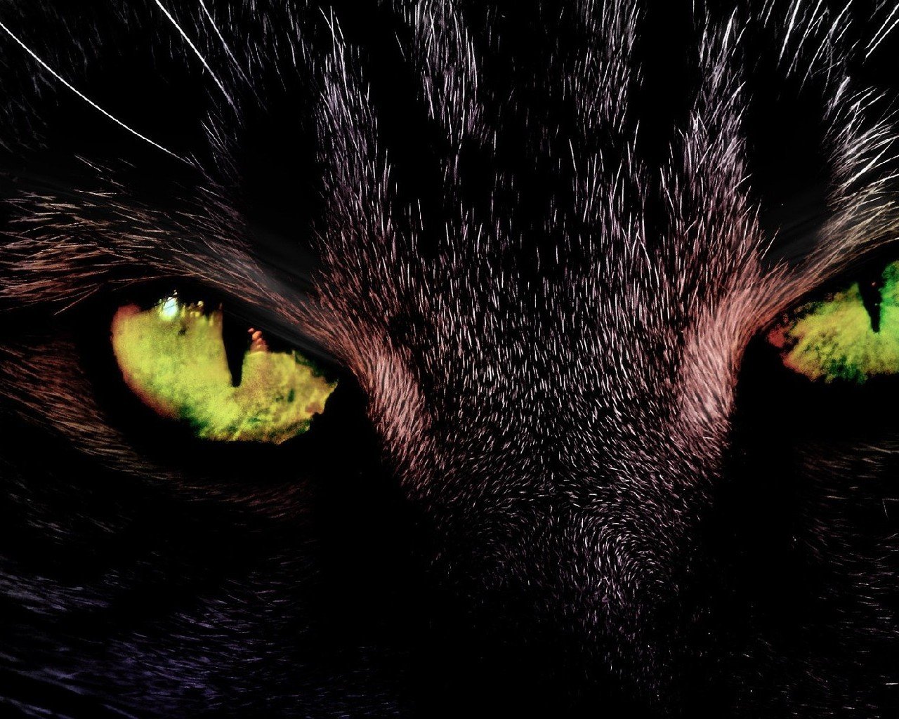 Черный зеленый глазками. Чëрный котëнок с зелëными глазамм. Чёрный кот. Кот с зелеными глазами. Чёрный кот с зелёными глазами.