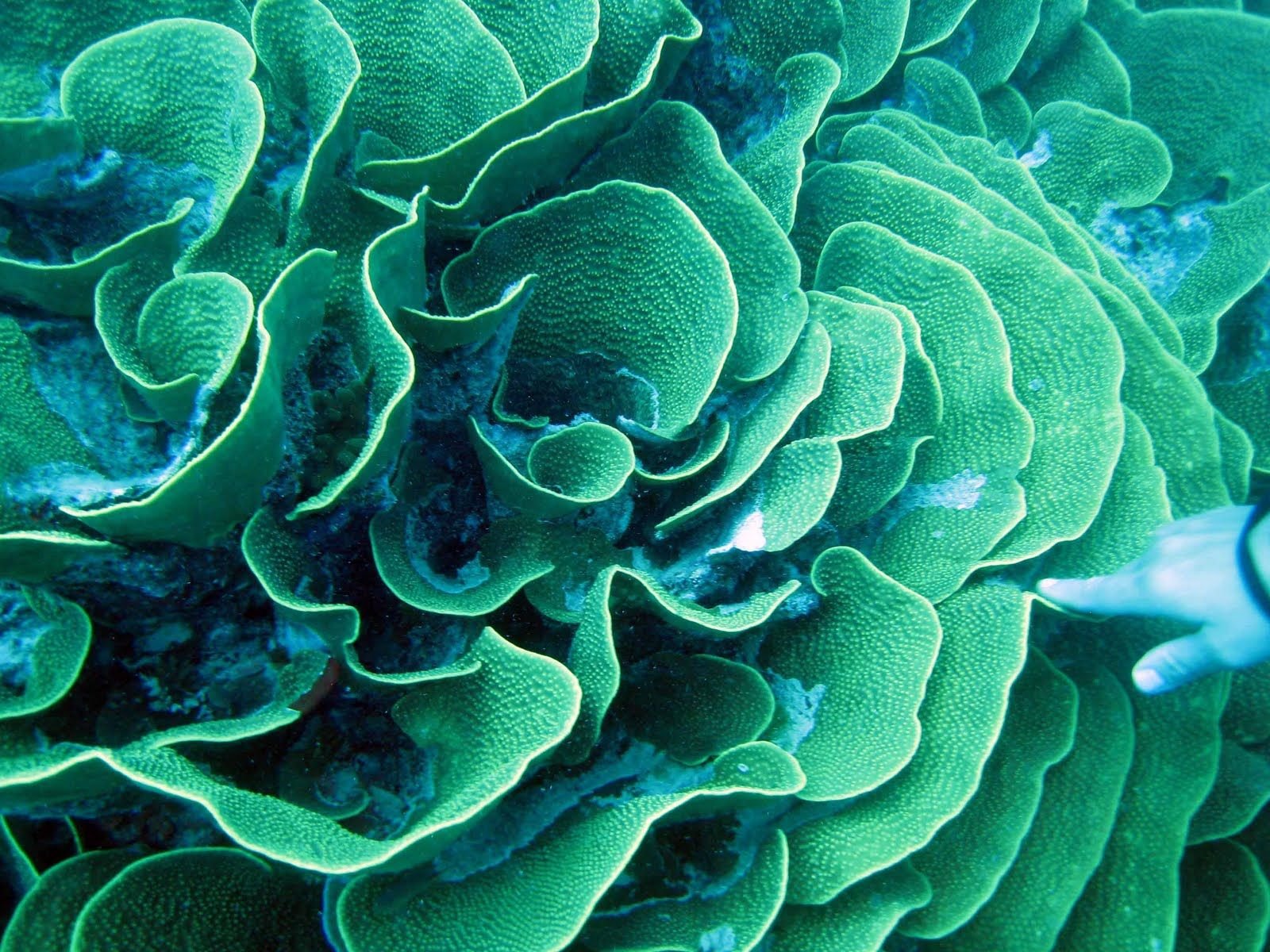 Кораллы фактура