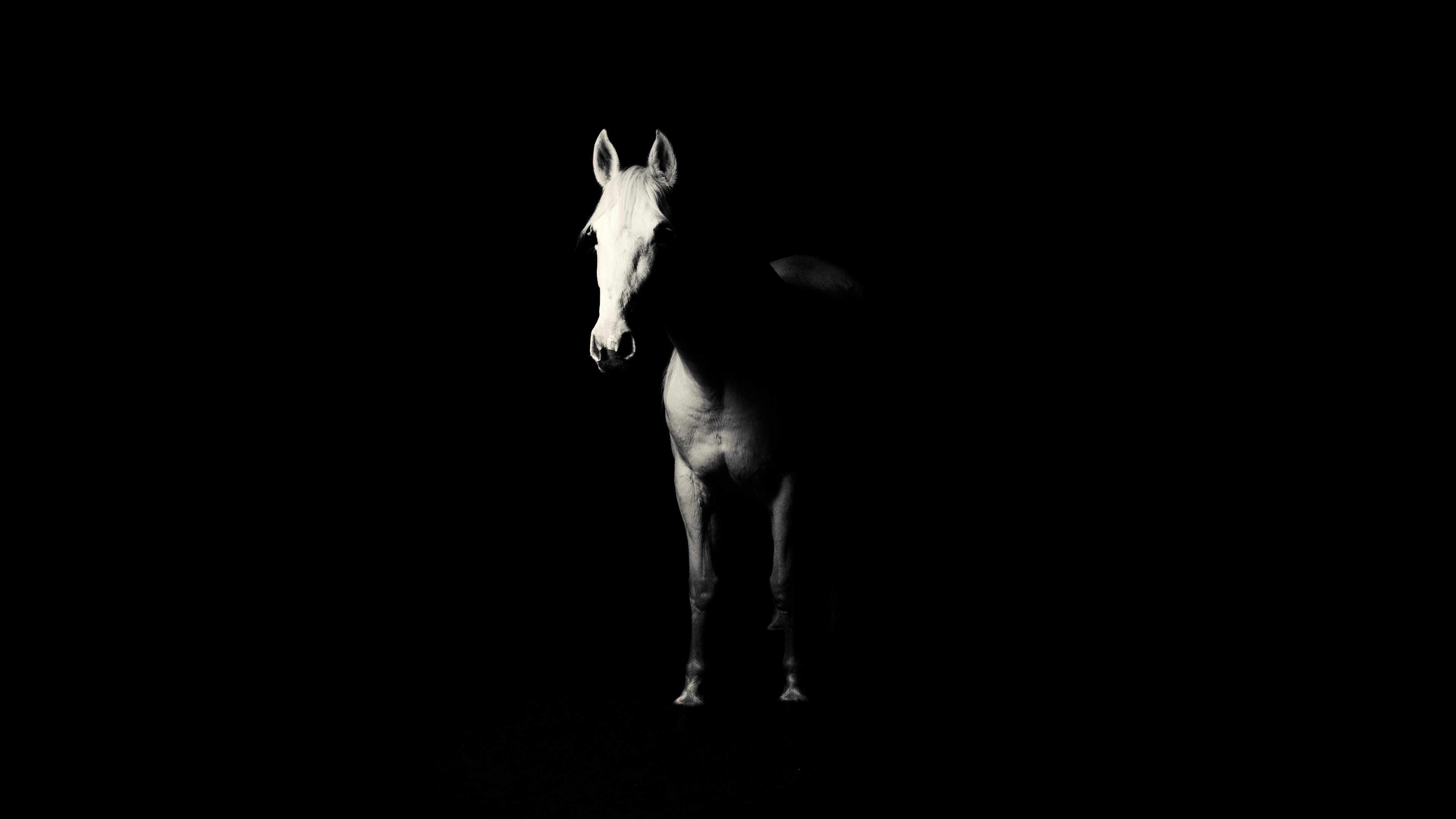 Лошадь на черном фоне. Лошадь на темном фоне. Конь на черном фоне. Черный конь.