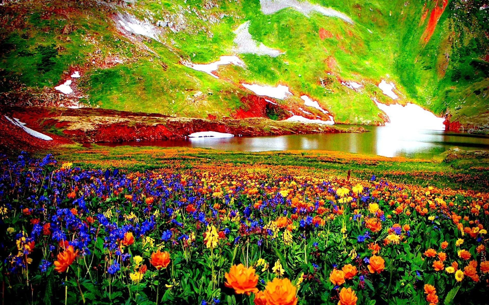 Flower nature. Рододендрон в горах Монти-Сибиллини. Яркая природа. Яркие цветы. Поляна цветов.