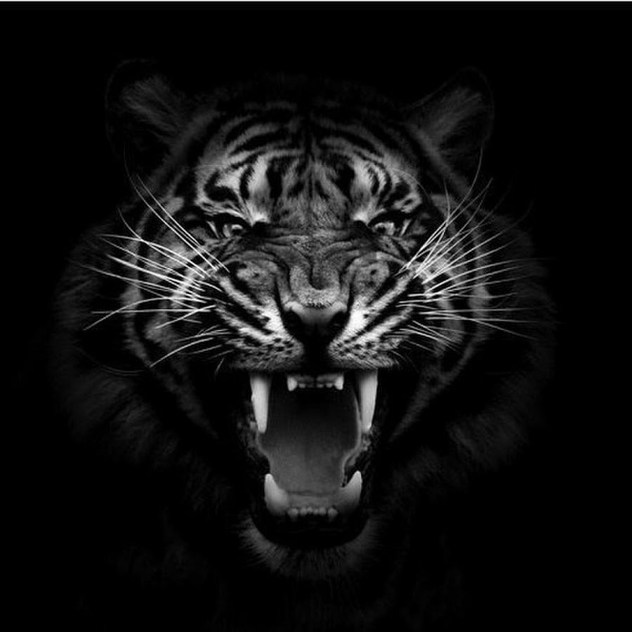 Лицо тигра на черном фоне
