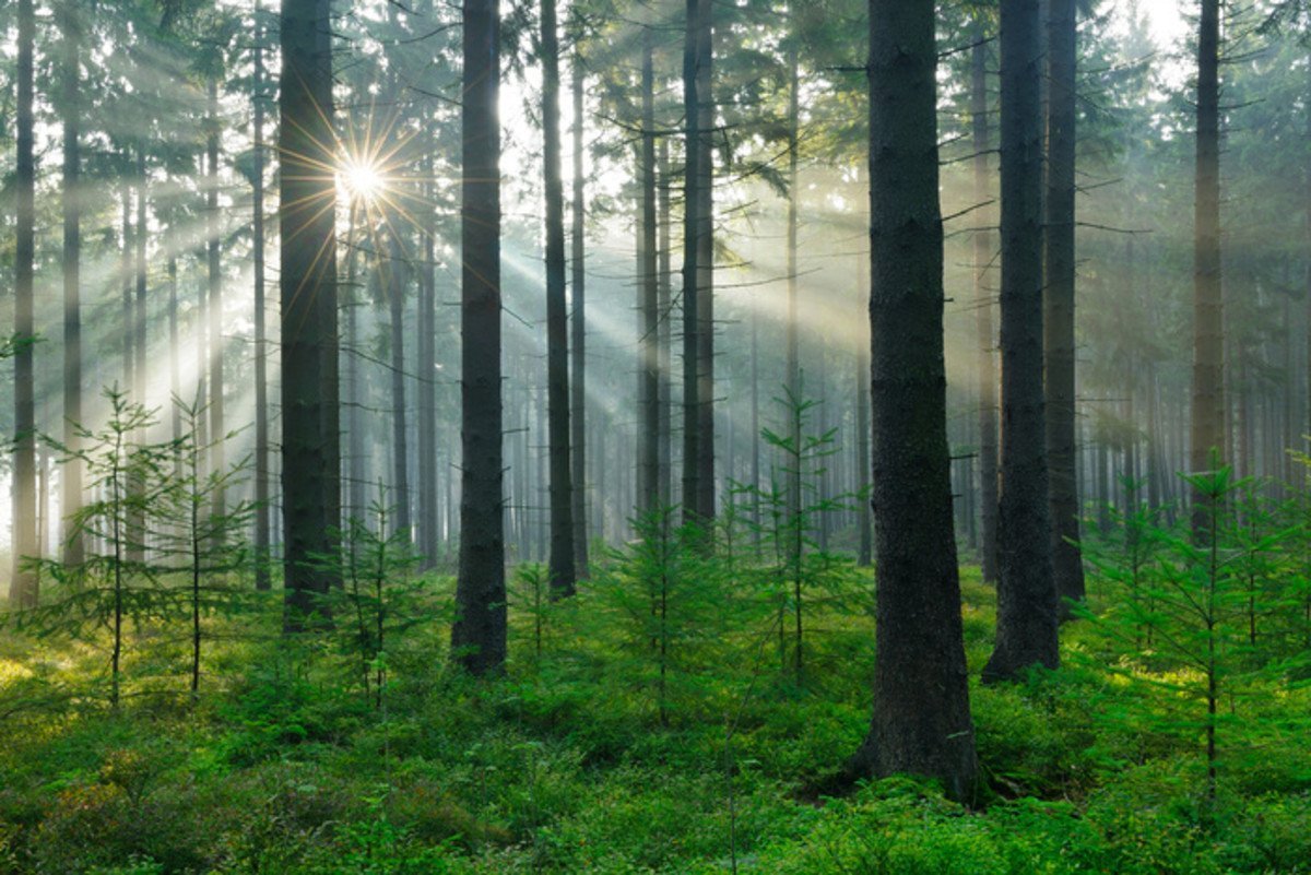 Видом средообразователем в хвойном лесу. Шведские сосны лес Швеции. Таежные леса Швеции. Хвойный лес. Еловый лес.