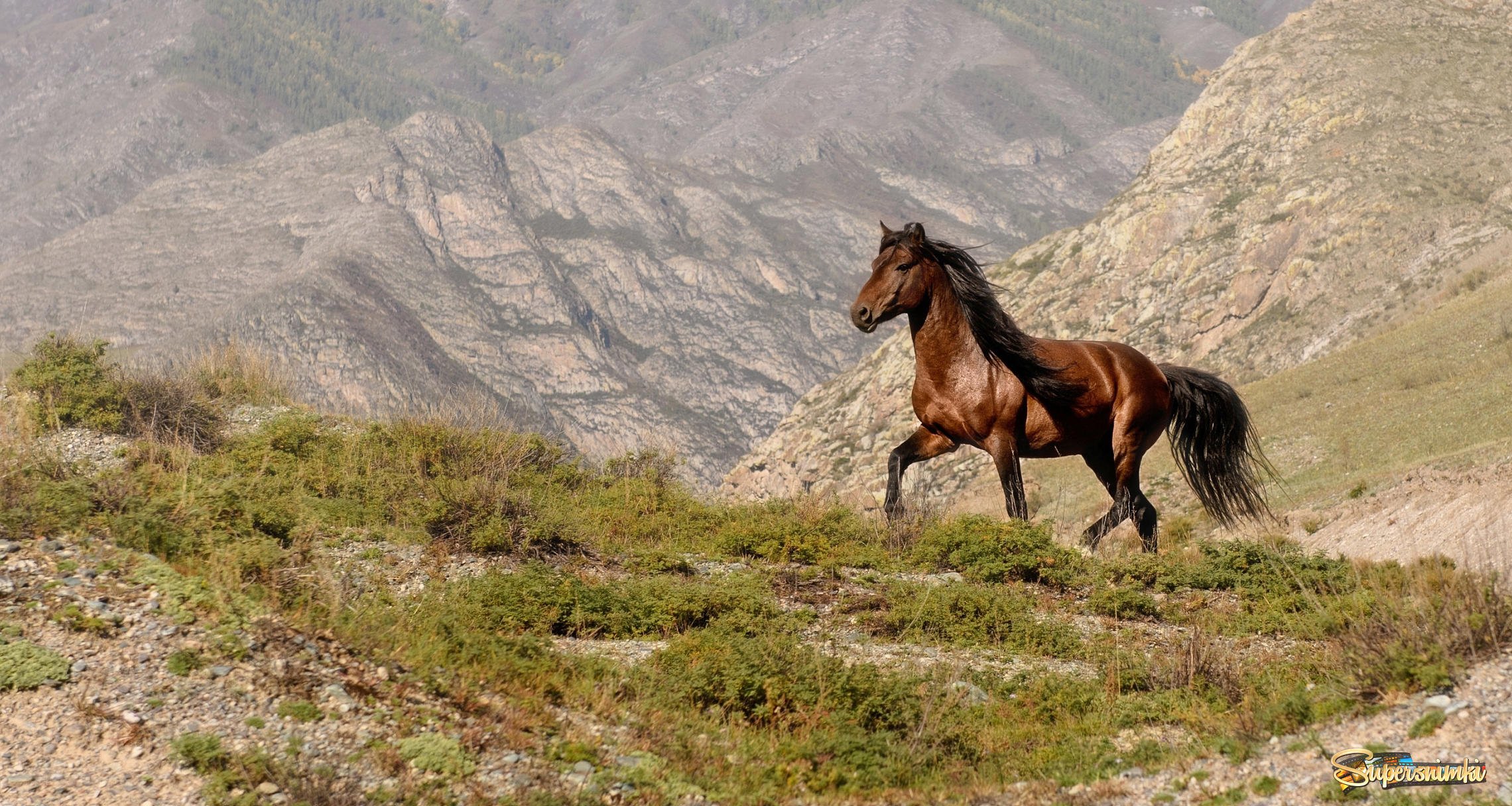Кони республики алтай. Алтайская вьючная лошадь. Кони породы Алтая. Табун лошадей карачаевской породы. Кабардинская порода лошадей Северная Осетия.