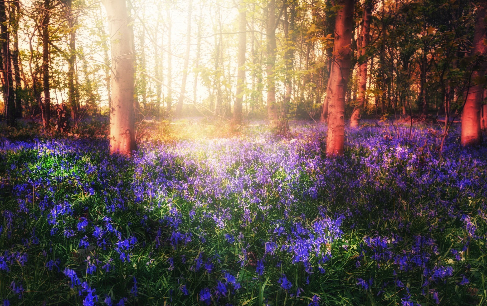 Картинка цветы в лесу. Лес весной. Цветы в лесу.