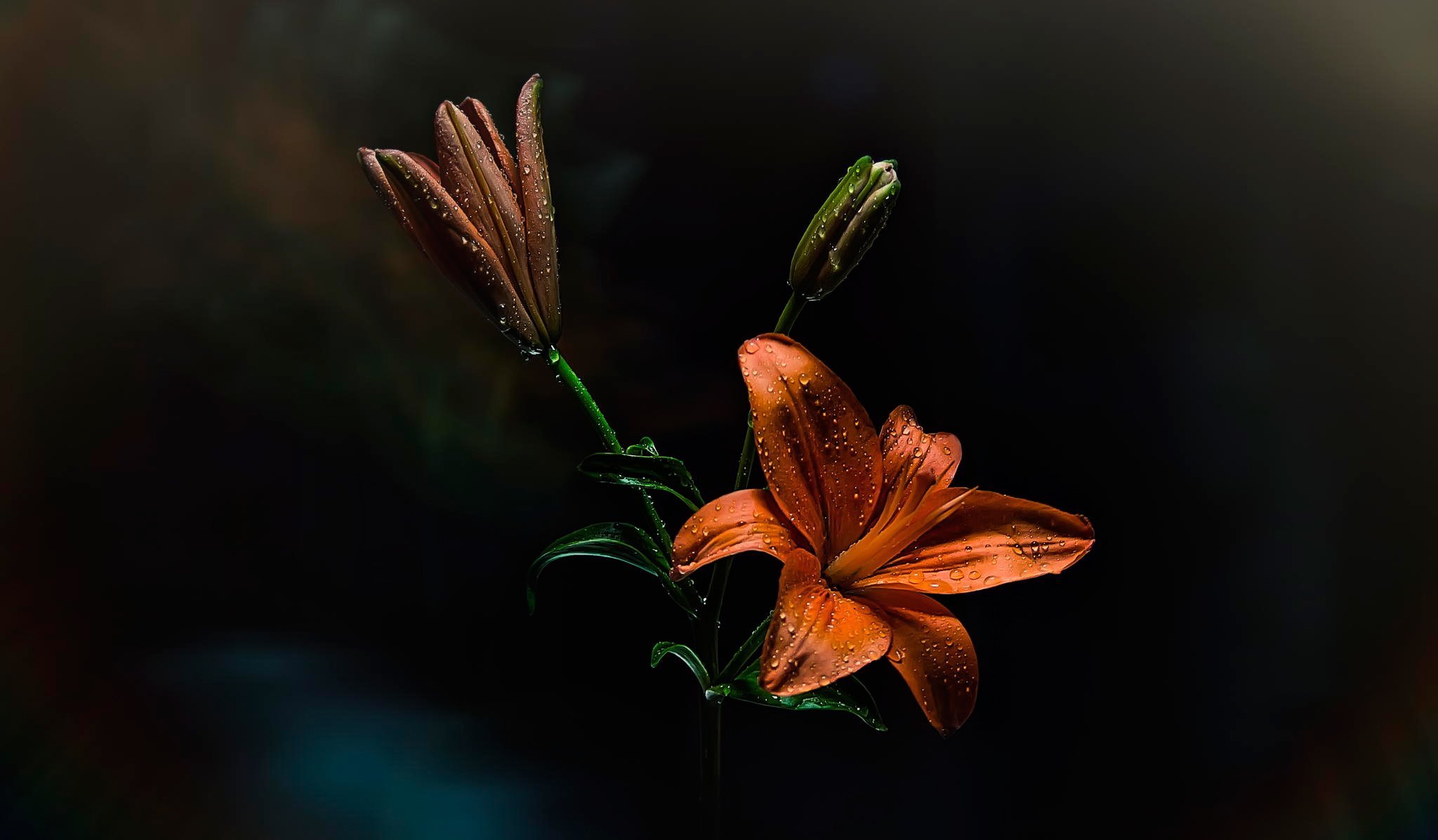 Цветок на темном фоне обои. Оранжево коричневые цветы. Лилия цветок. Цветы на темном фоне. Цветы в коричневых тонах.