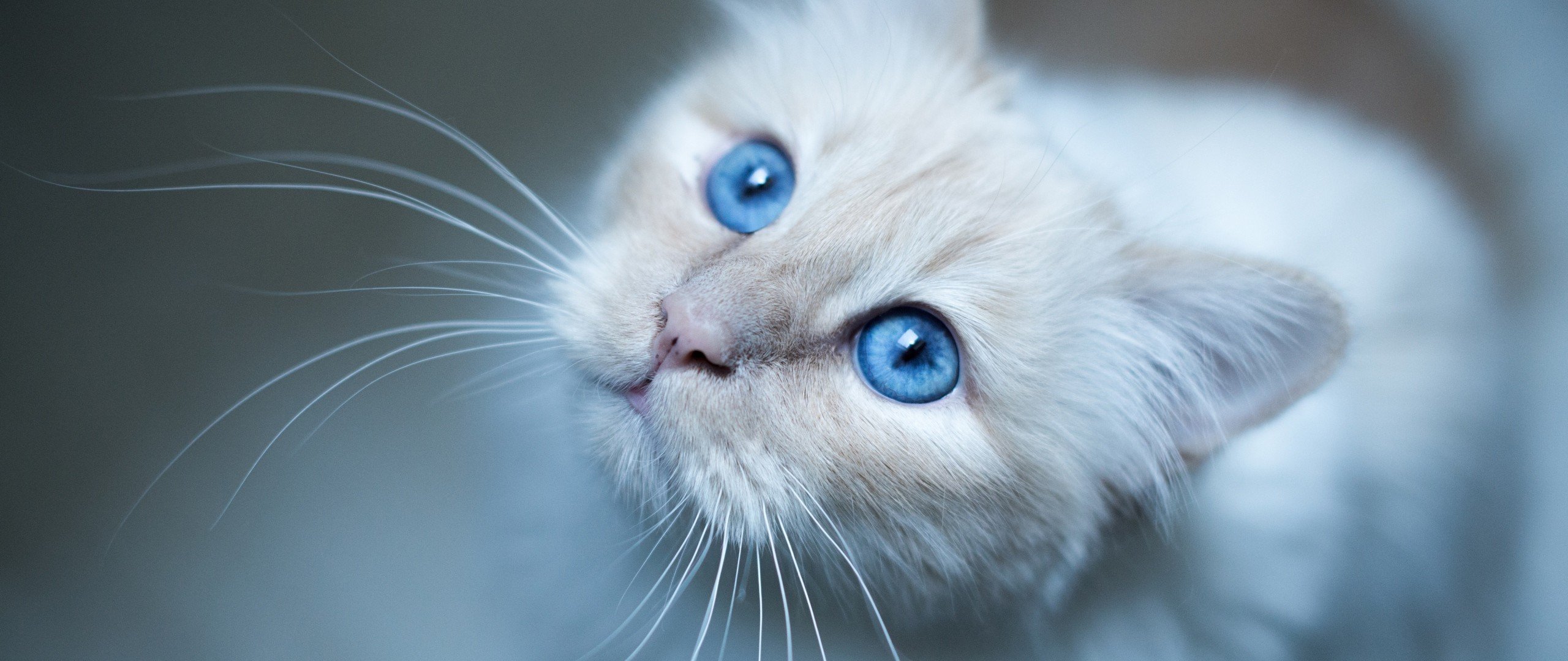Счастливый кот с голубыми глазами