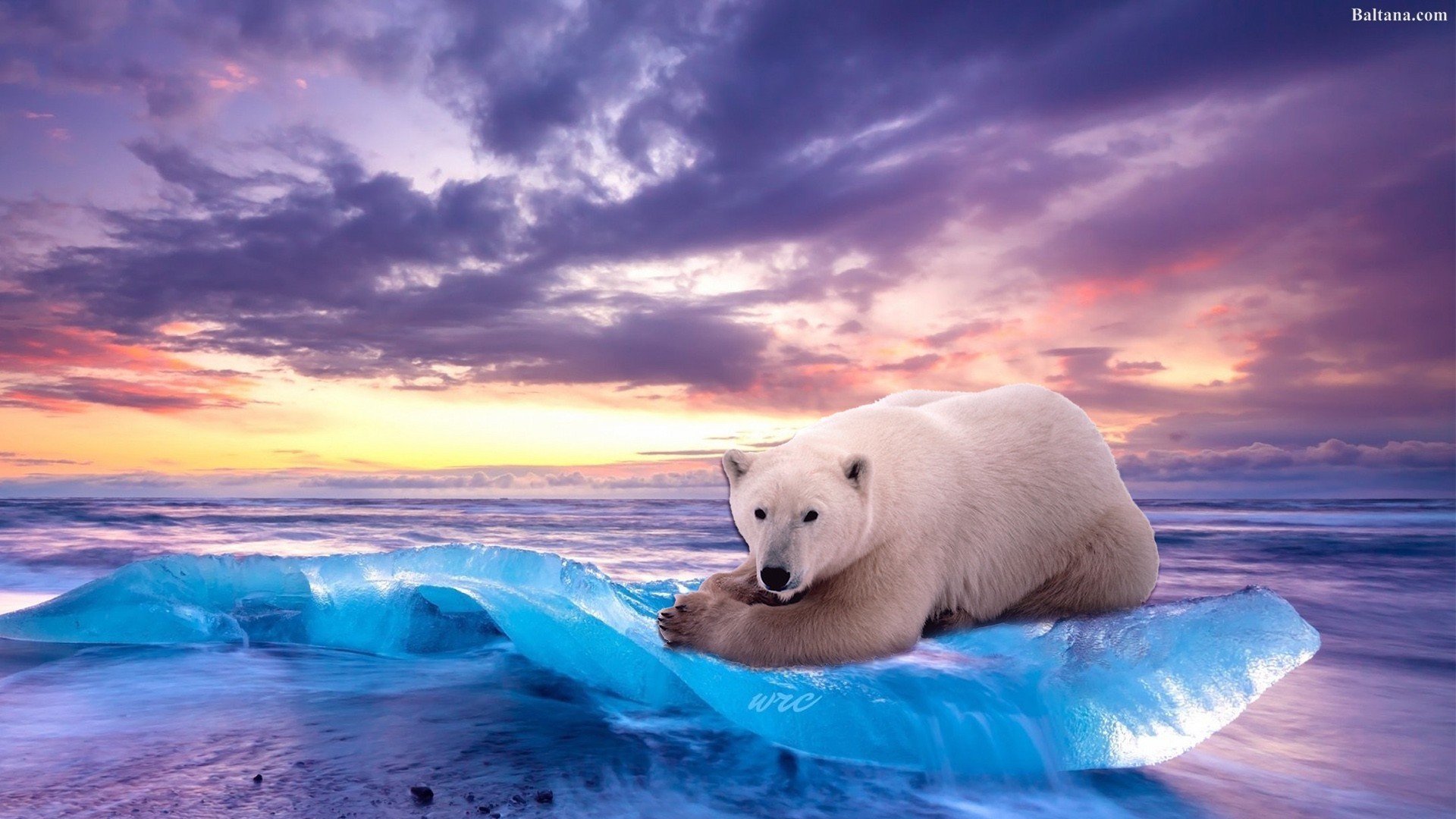 Северный полюс сияние белый медведь
