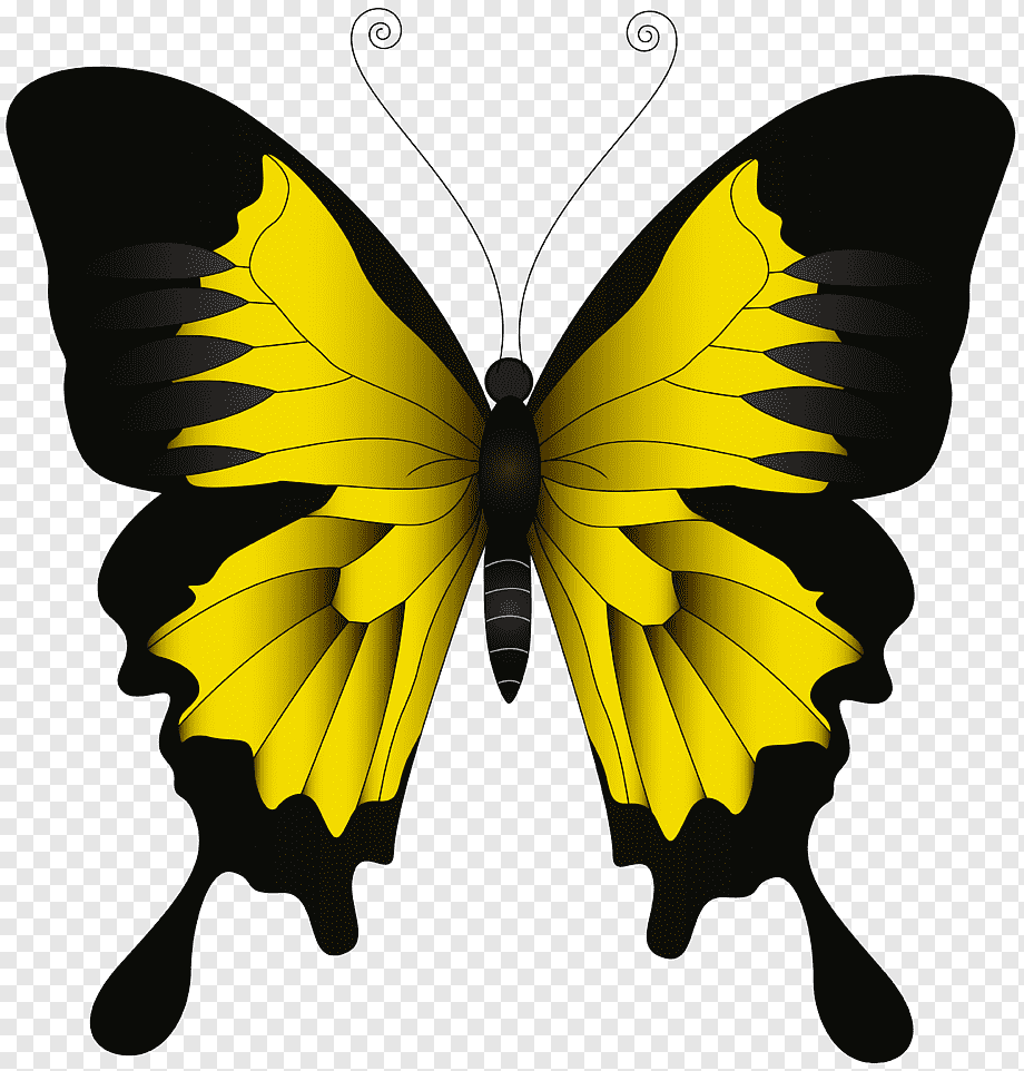 Бабочка желтая с черным