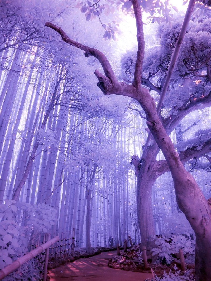 Сиреневый лес