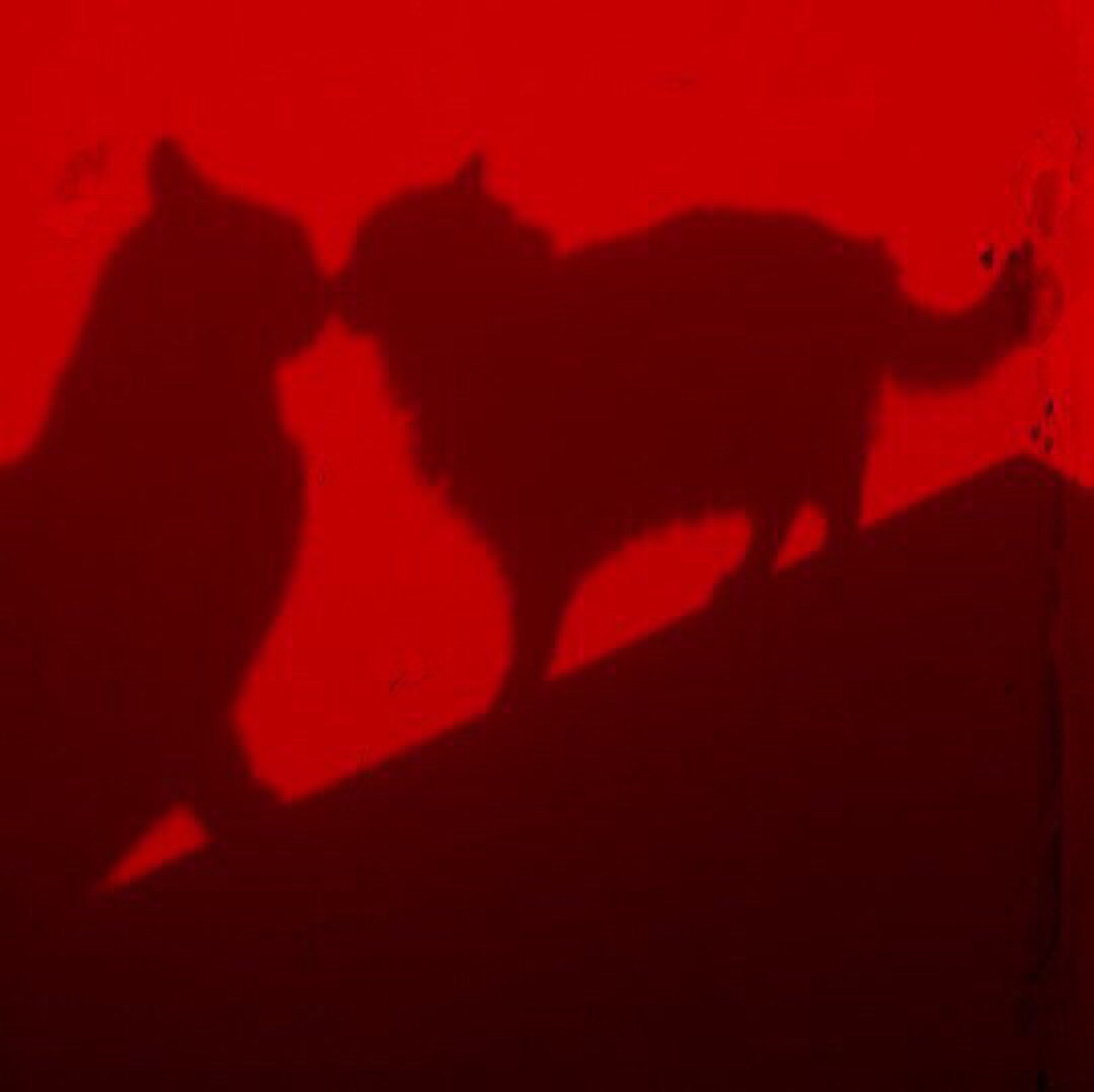 Кот с красной подсветкой