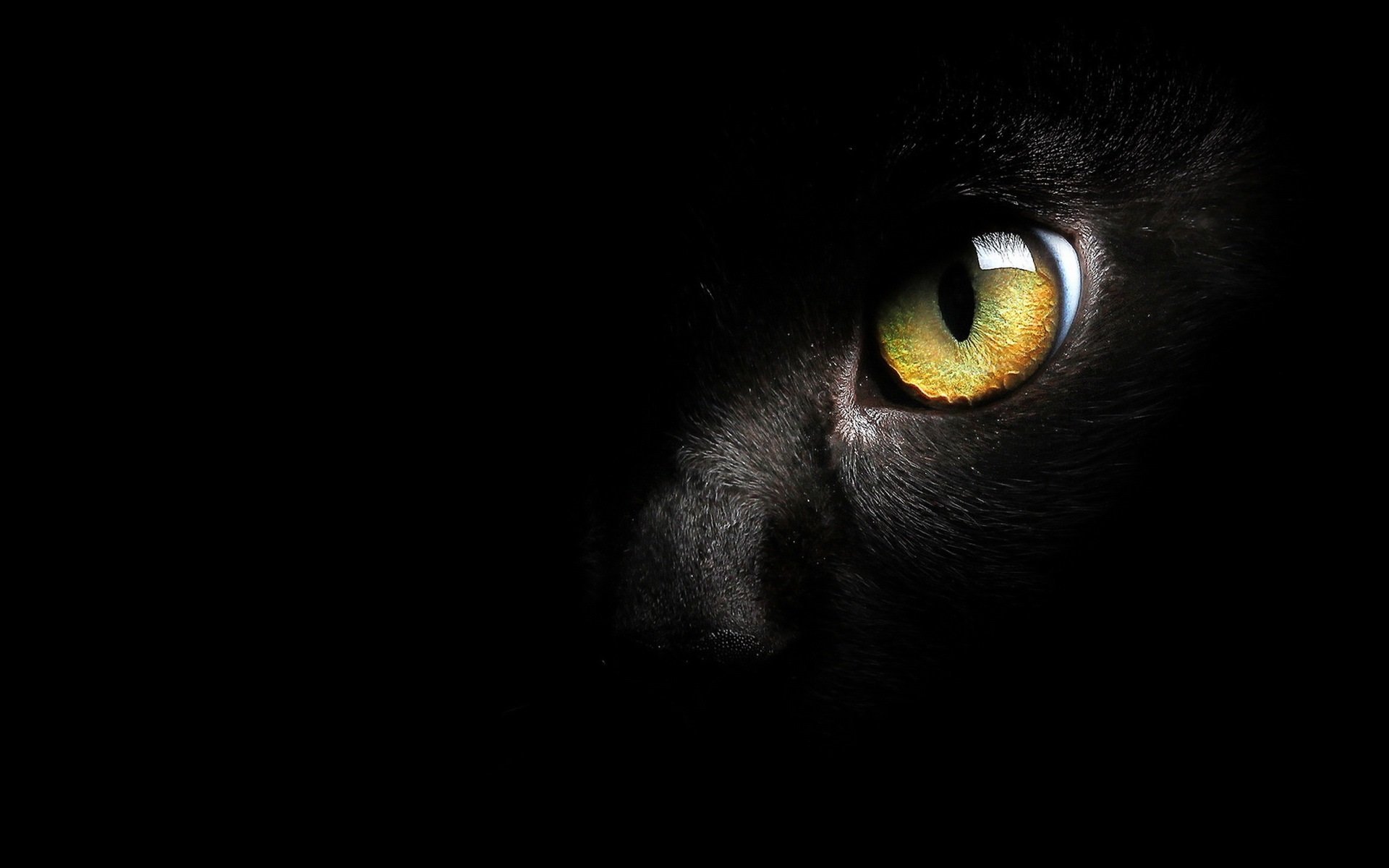 фанфик глаза пантеры светятся в ночи фото 24