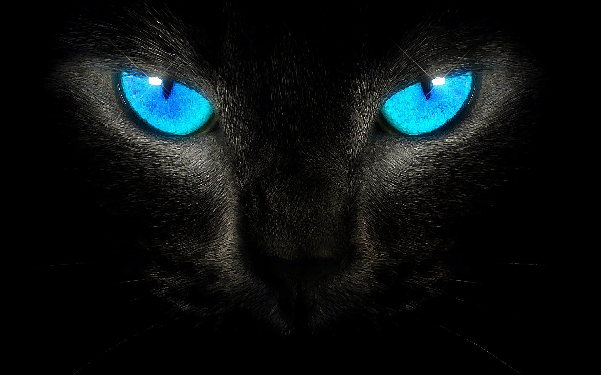 Обои глазки. Красивые кошачьи глаза. Глаза пантеры. Чёрная кошка с синими глазами. Кошачьи глаза в темноте.