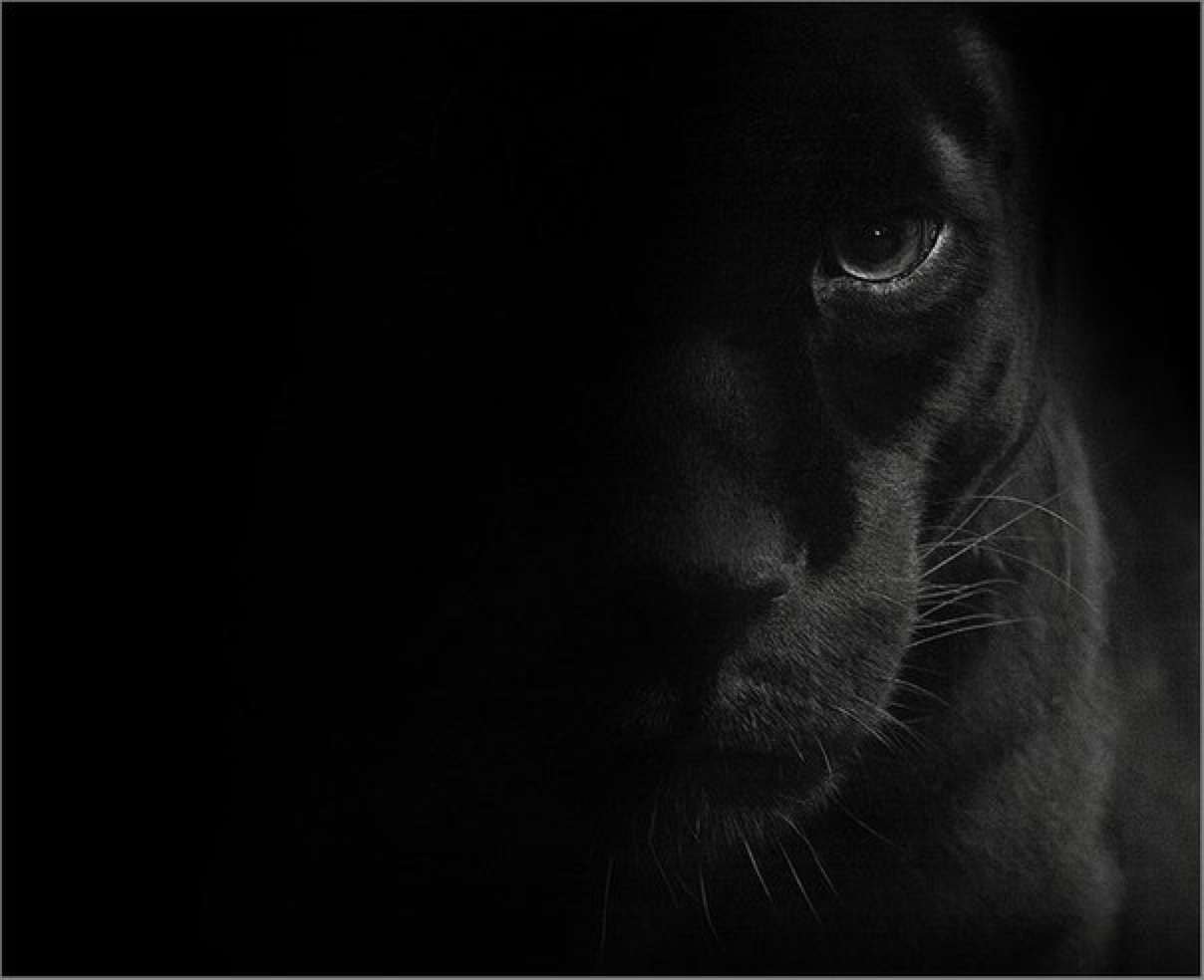 Темно жалкий. Глаза пантеры в темноте. Черная пантера на черном фоне. Черная пантера в темноте. Взгляд пантеры черный фон.