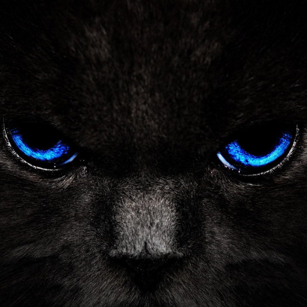 Черная кошка с голубыми глазами