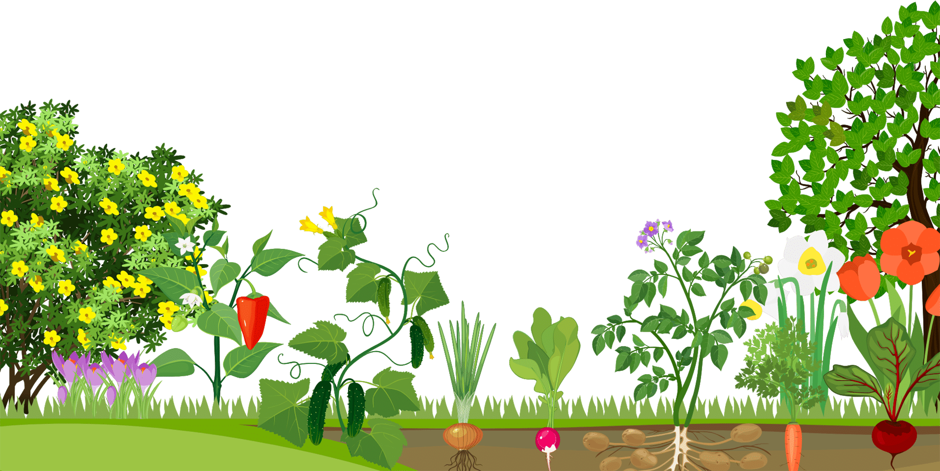 Огород картинки фоны. Огород вектор. Огород для детей. Сад огород мультяшный. Растения для сада баннер.