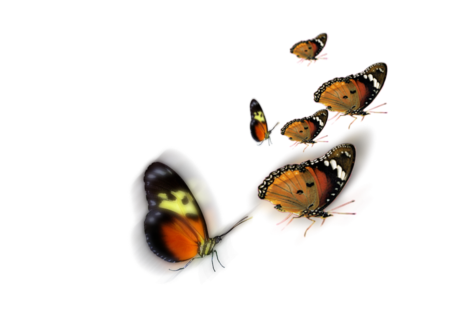 Бабочки летают вокруг. Летающие бабочки на прозрачном фоне. Бабочки на прозрачном фоне для фотошопа. Бабочки без фона для фотошопа. Бабочки на белом фоне для фотошопа.