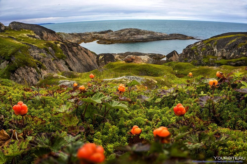 Кольский полуостров лето Морошка