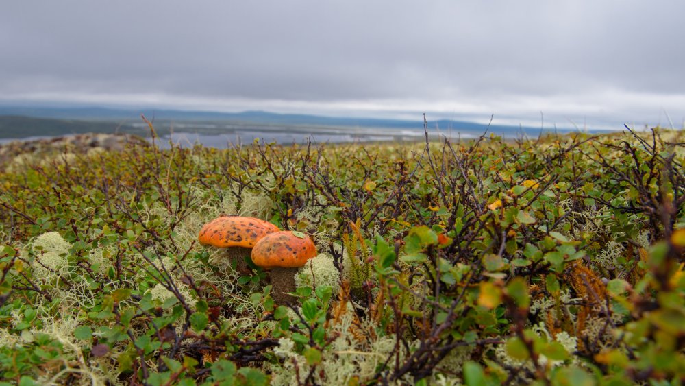 Грибы Кольского полуострова