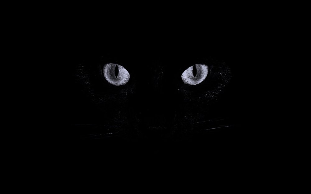 Кошачьи глаза в темноте