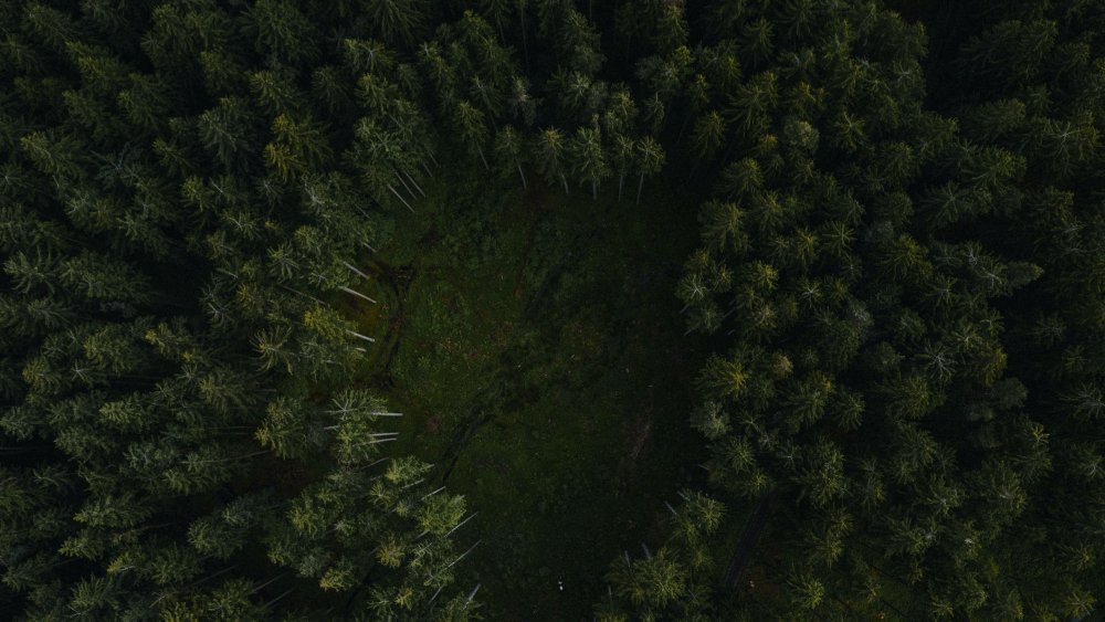 Луг с цветами вид сверху