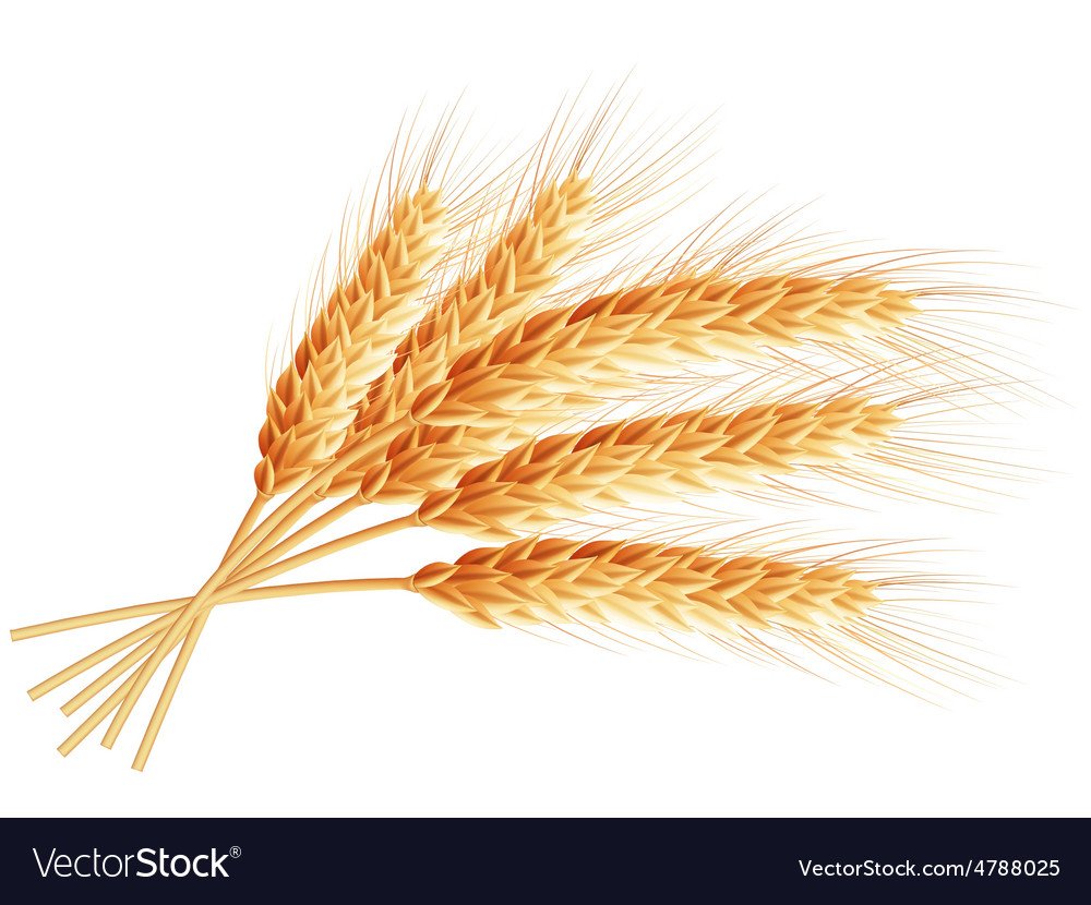 Копна колосьев на белом фоне