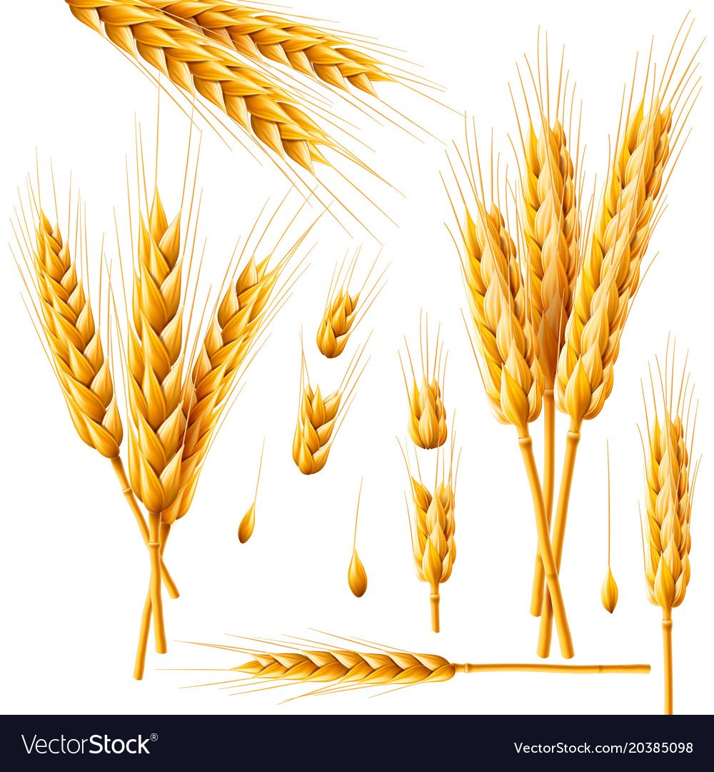 Колосья овса на белом фоне