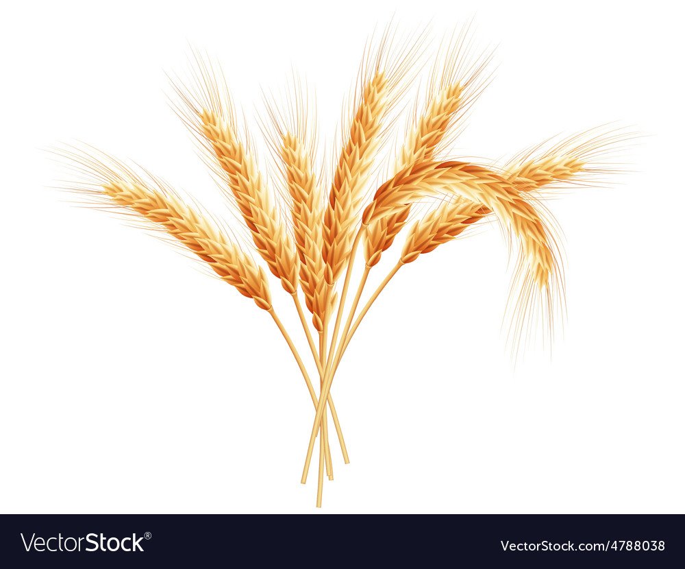 Рожь картинки на прозрачном фоне