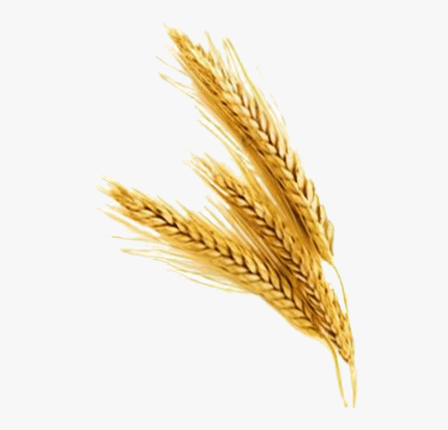 Колосок пшеницы