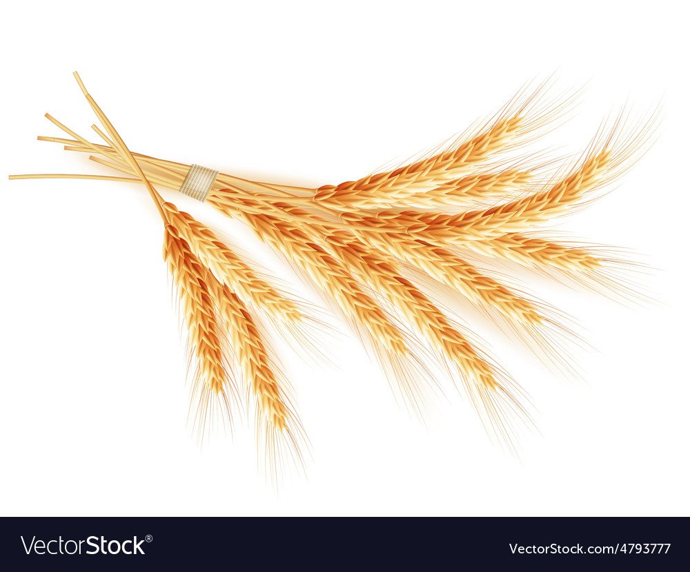 Колосья пшеницы, изолированные на белом фоне.