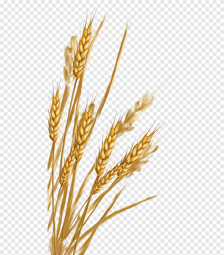 Веточка пшеницы