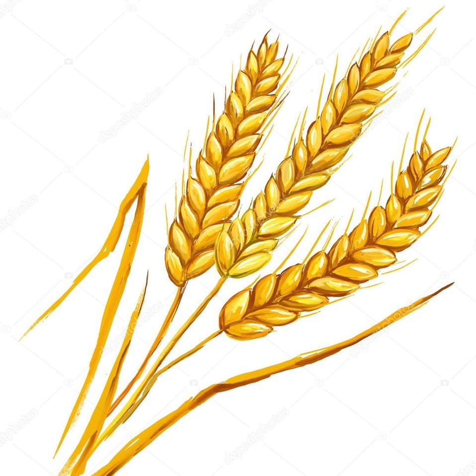 Колос пшеницы рисунок
