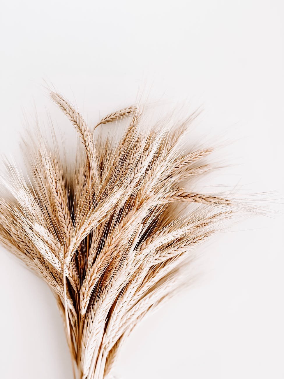 Сухая пшеница