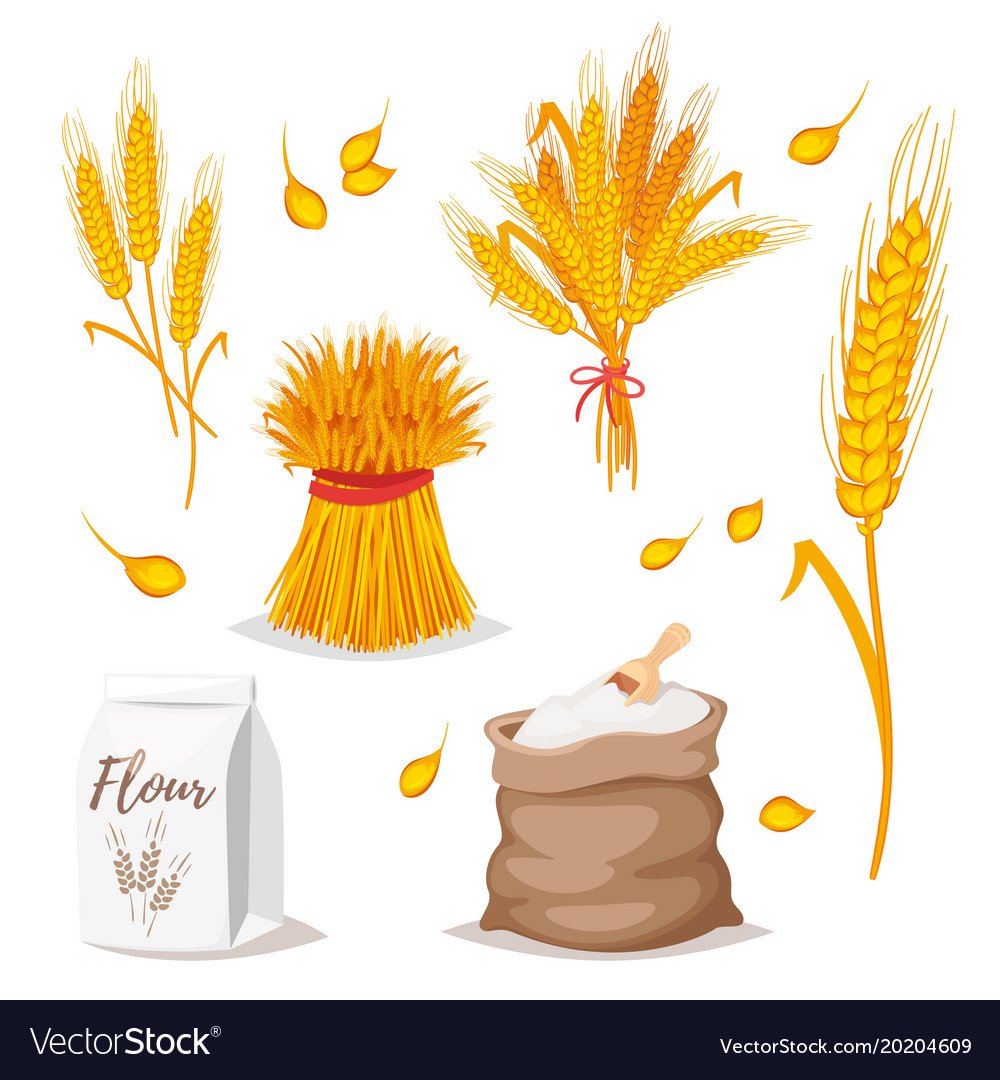 Сноп пшеницы вектор